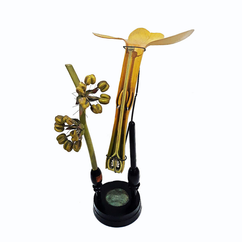 19th Century Botanical Model by Robert Brendel